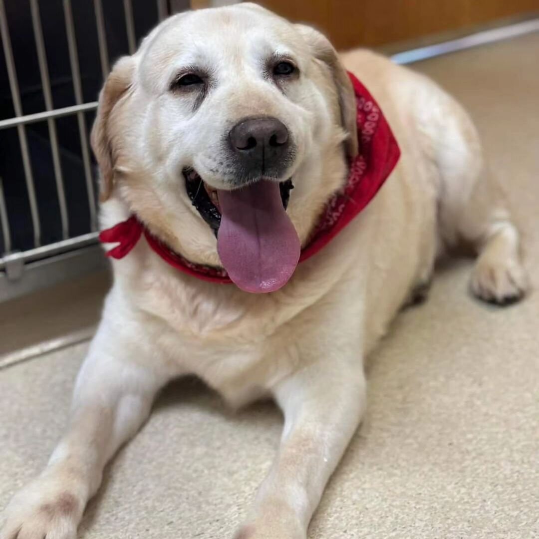 AVAILABLE FOR ADOPTION! 

Meet River, the golden-hearted 10-year-old yellow lab in search of his forever home! River's journey led him to the shelter after years of being used for breeding, but now he's ready to experience the love and comfort of a r