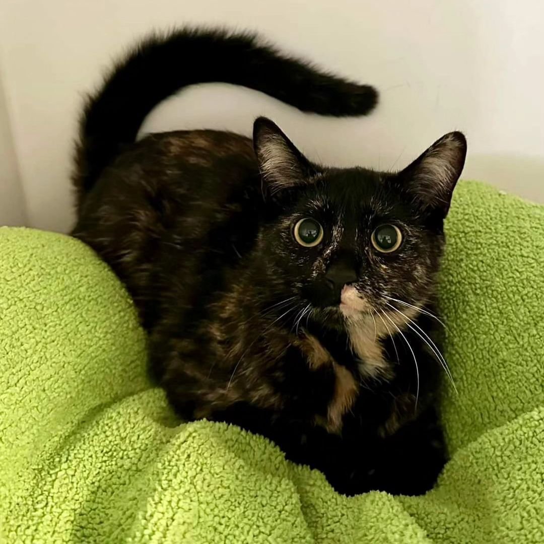 AVAILABLE FOR ADOPTION! 

Meet Eenie! 

Eenie is a delightful one-year-old domestic shorthair tortoiseshell looking for her forever home! This lovely girl is spayed, up to date on vaccinations, and has tested negative for FIV/FeLV. With her calm and 