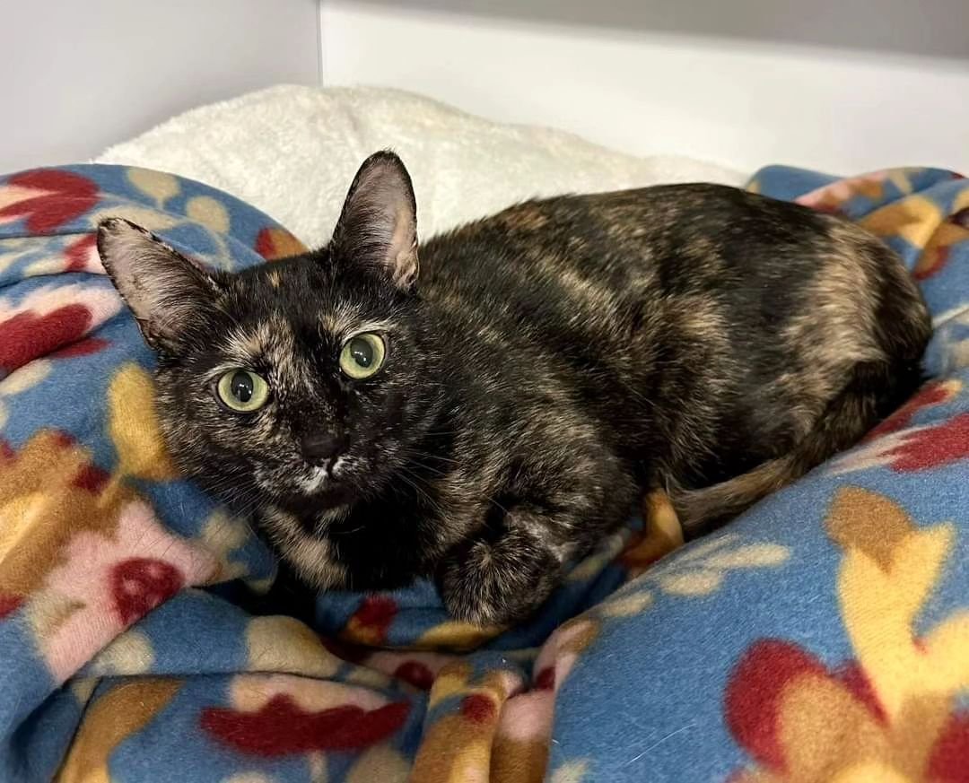 AVAILABLE FOR ADOPTION! 

Are you ready to welcome a purrfect companion into your home? Meet Minnie, an adorable 8-month-old domestic shorthair tortoiseshell looking for her forever family!

Minnie is spayed, up to date on vaccines, and has tested ne