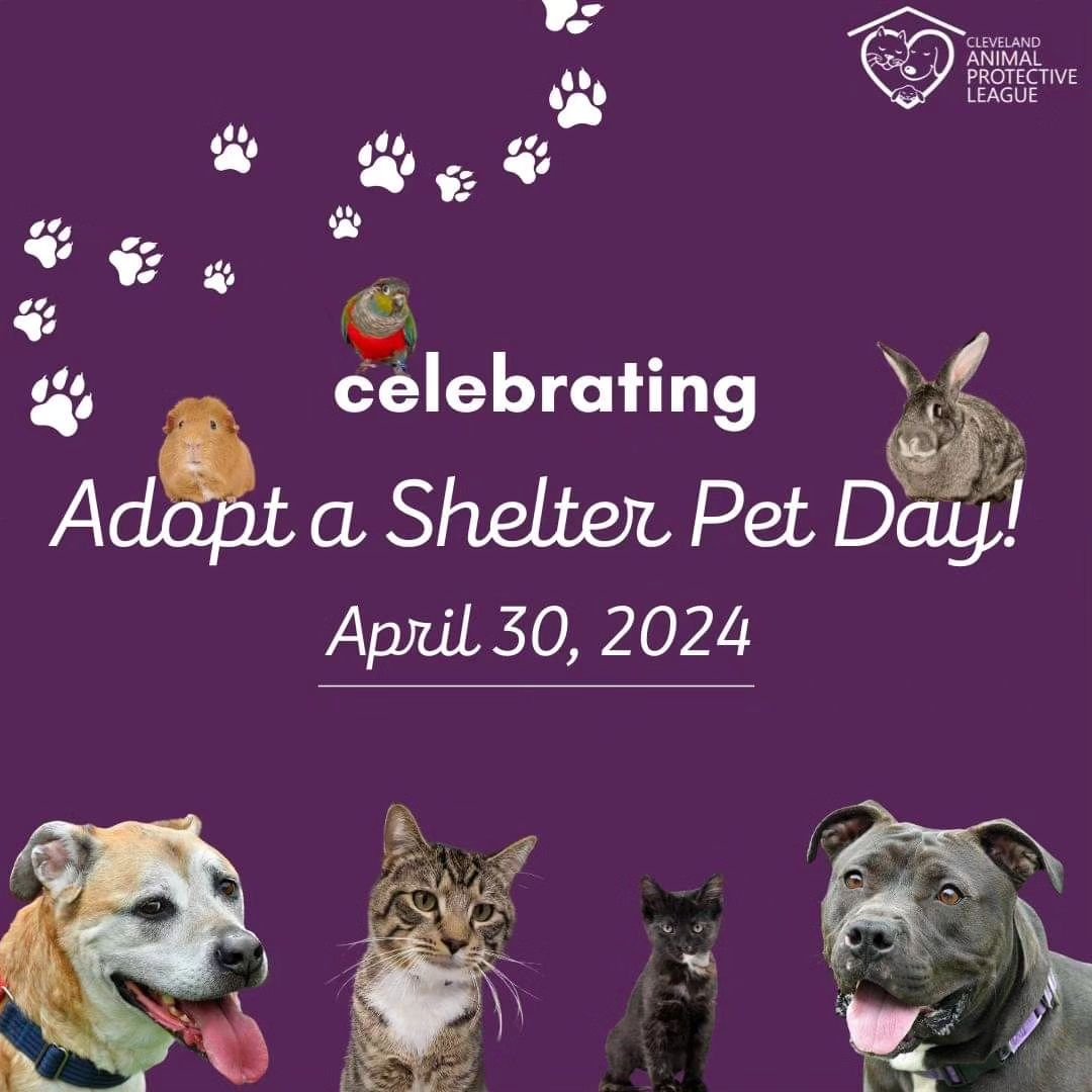 It's National Adopt a Shelter Pet Day
Thousands of loving pets are waiting for you to open your heart and home. Please take the time to look at the shy ones, the sad ones, the older ones and those with special needs. They all have so much love and ap