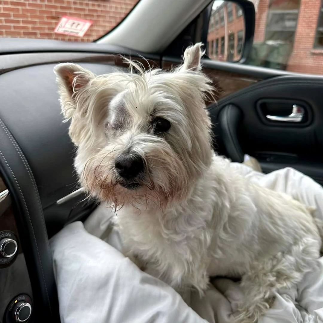 AVAILABLE FOR FOSTER TO ADOPT! 

🌼 Meet Daisy! 🌼

Daisy, a lovely 13-year-old West Highland White Terrier, is eagerly searching for her forever home. Daisy came to us after her elderly owner sadly passed away. Despite have one eye, Daisy's resilien