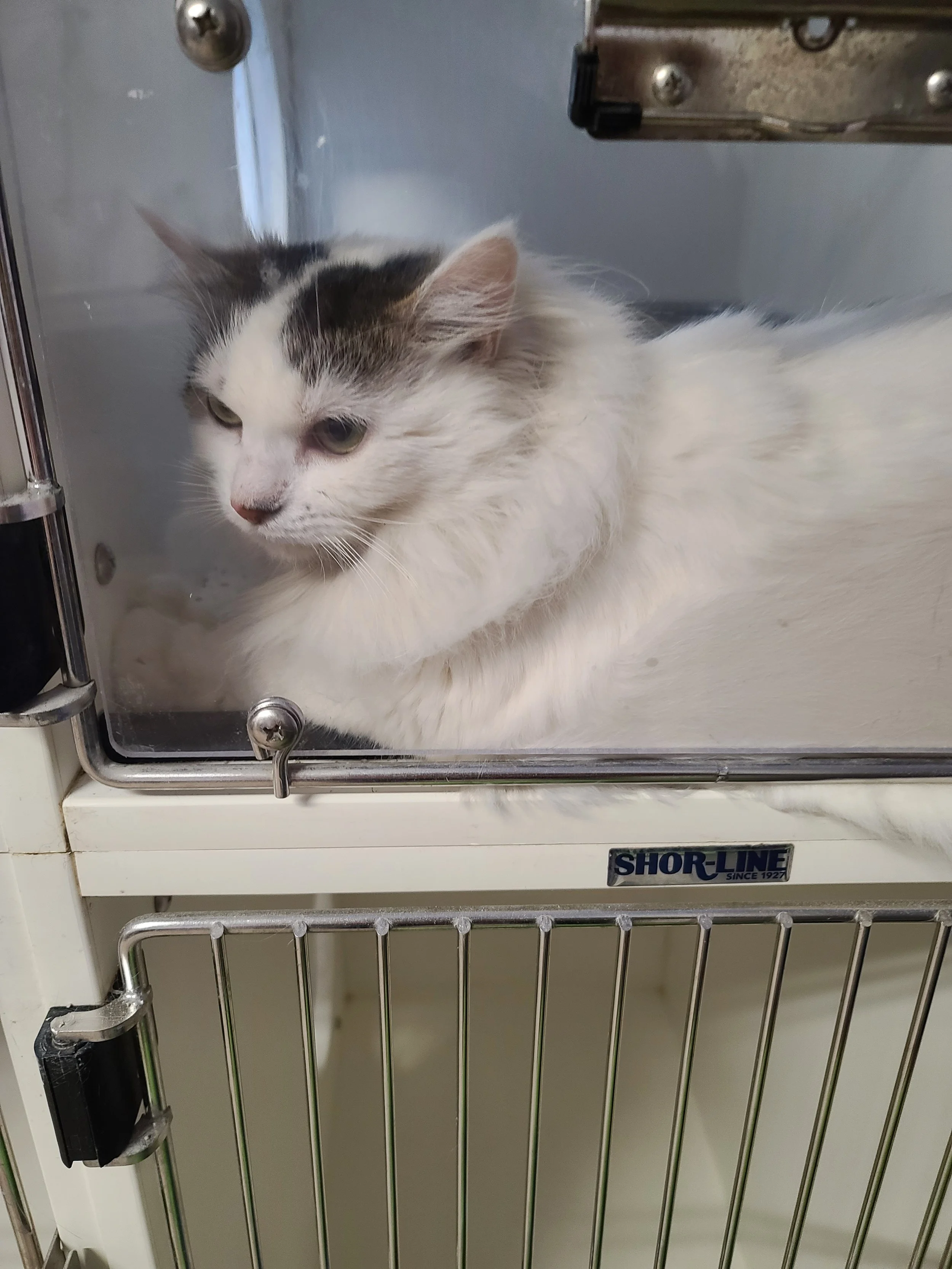 Adoptable Pets — Friends of the Marshfield Animal Shelter