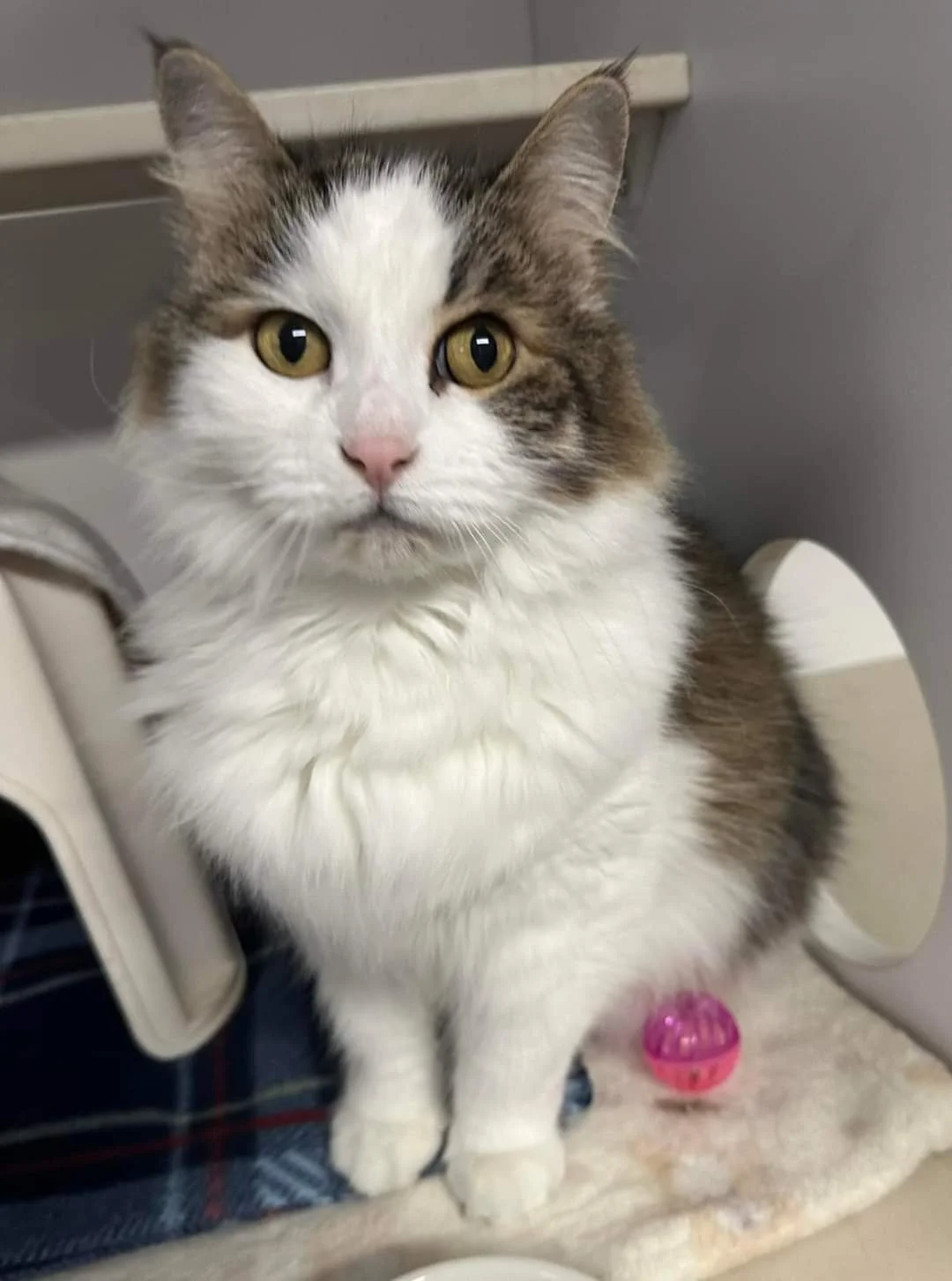 Meet Squeeks!