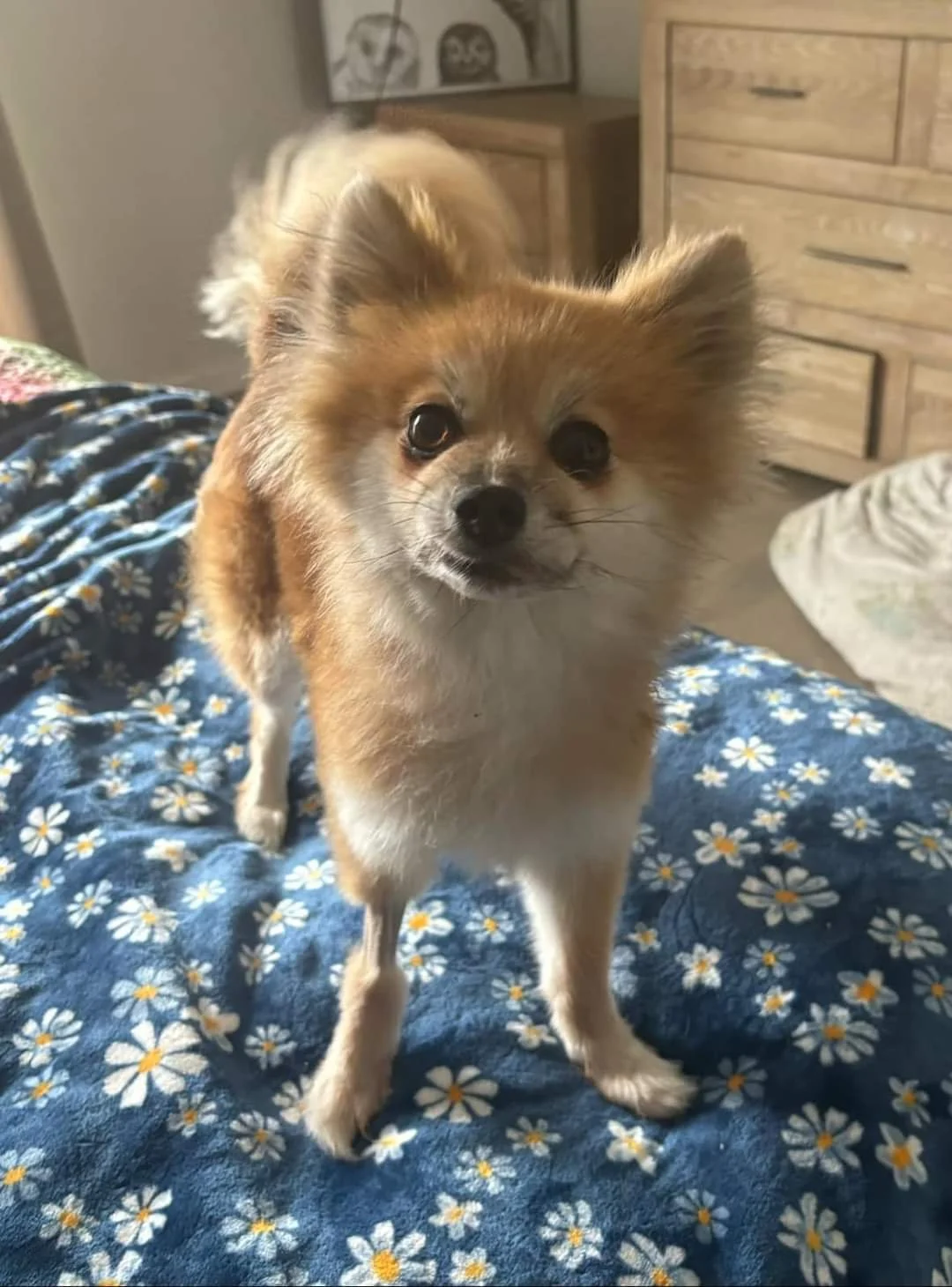 Meet Rosie!
