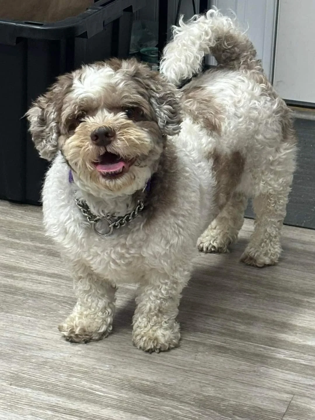 Meet Charlie!