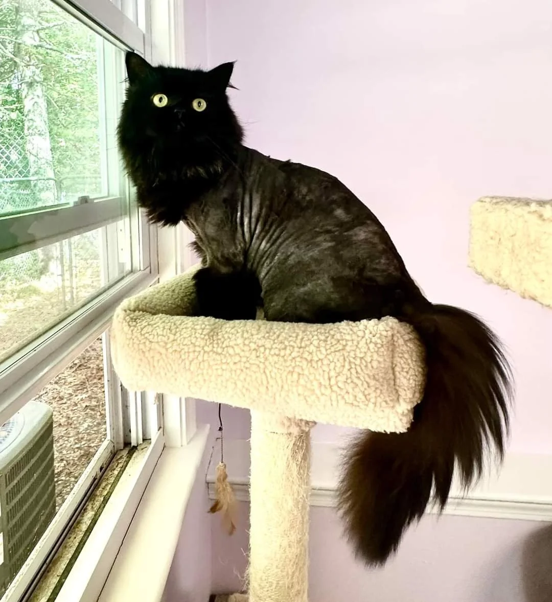 Meet Romeo!