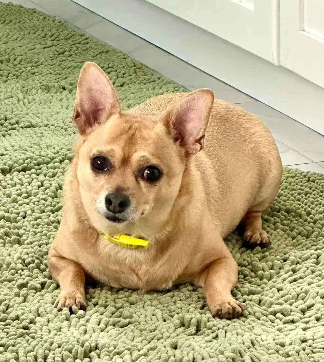 Meet Buddy!