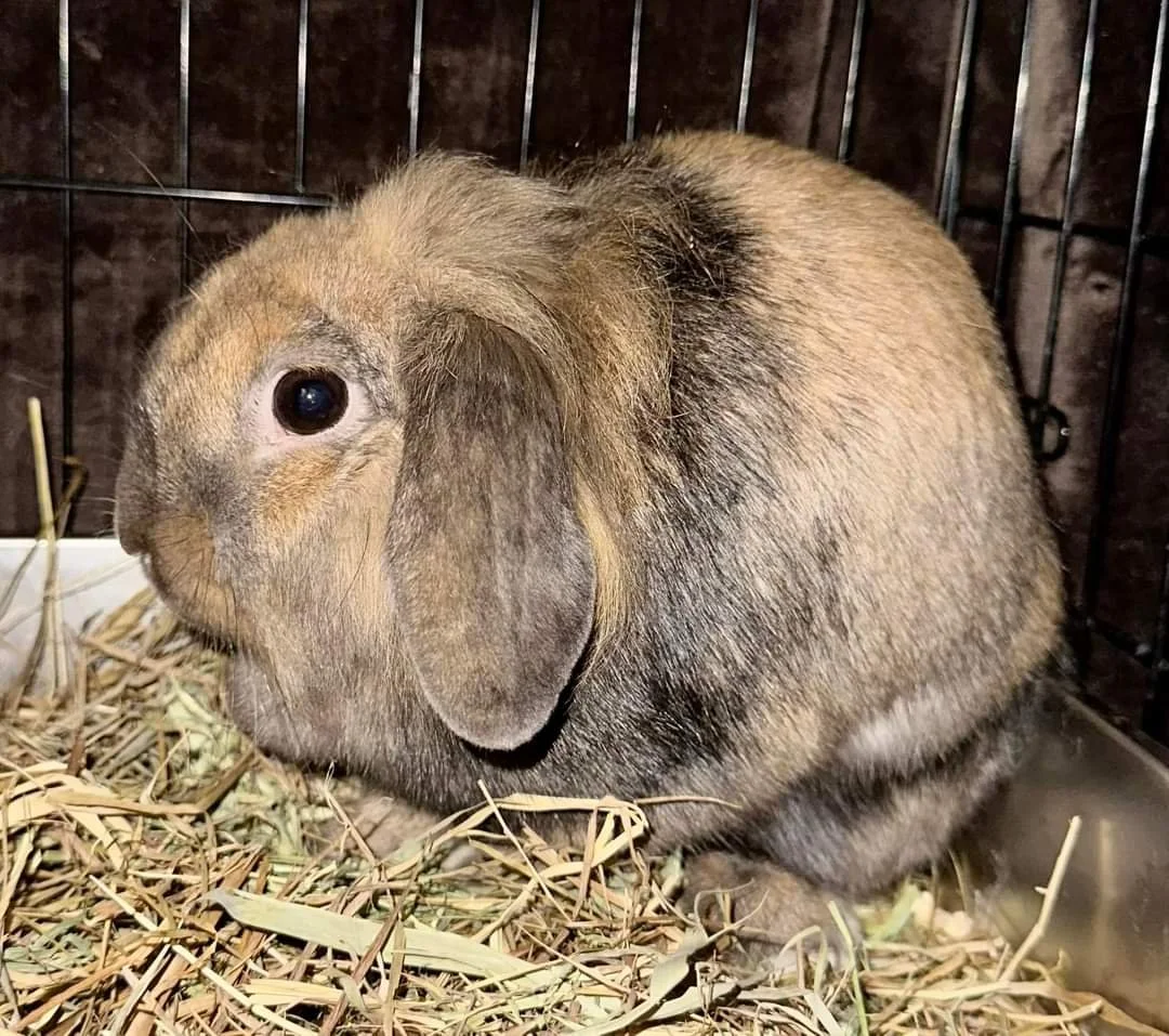 Meet Oatmeal!