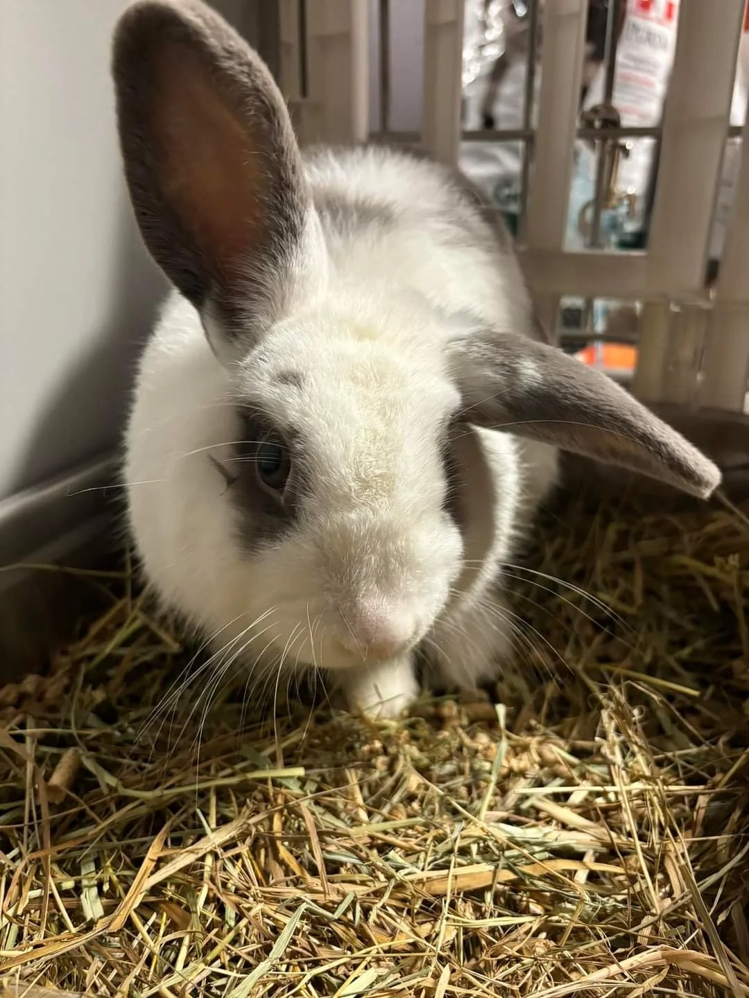 Meet Oswald!