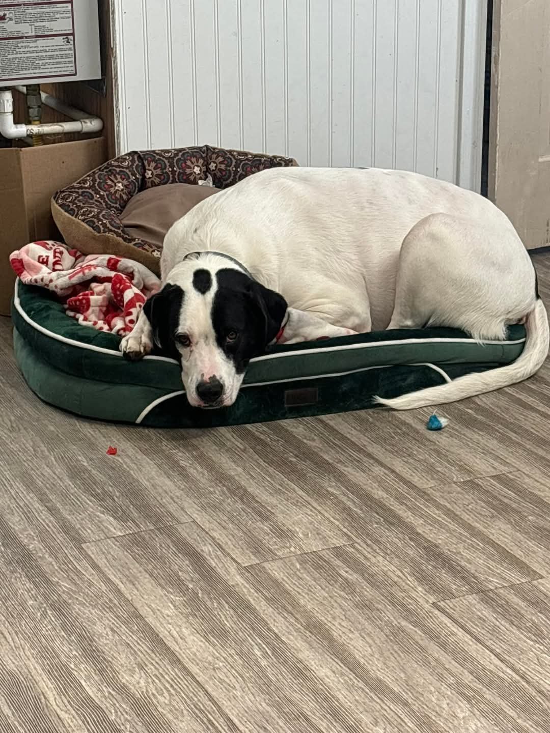 Meet Brady!