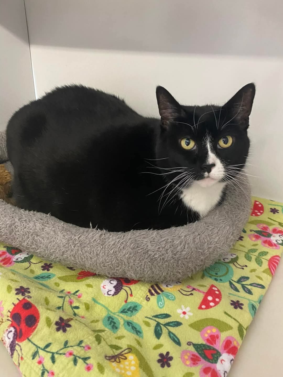 Meet Rosie (tuxedo)!