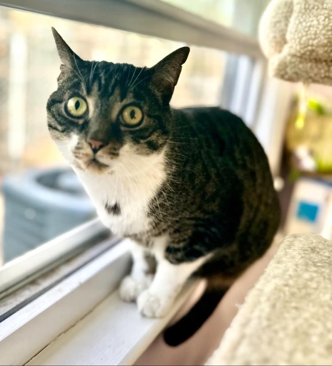 Meet Dan!