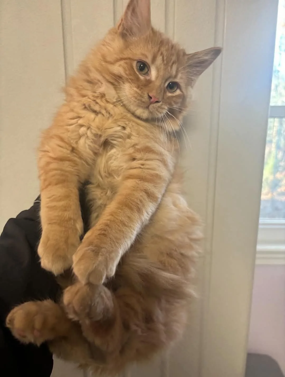Meet Rusty!