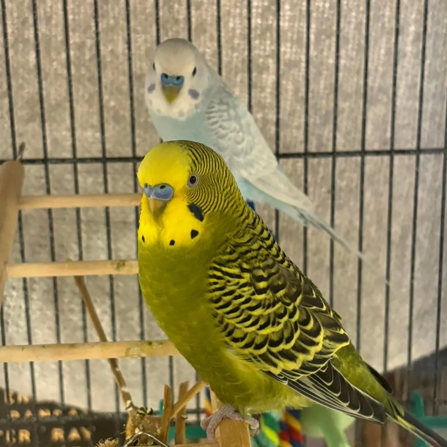 AVAILABLE FOR ADOPTION! 

Gilligan (blue) and Skipper (green) are a charming pair of parakeets who are ready to set sail on a new adventure &mdash; to their forever home! These two sweethearts came to our shelter after their previous owner had to mov