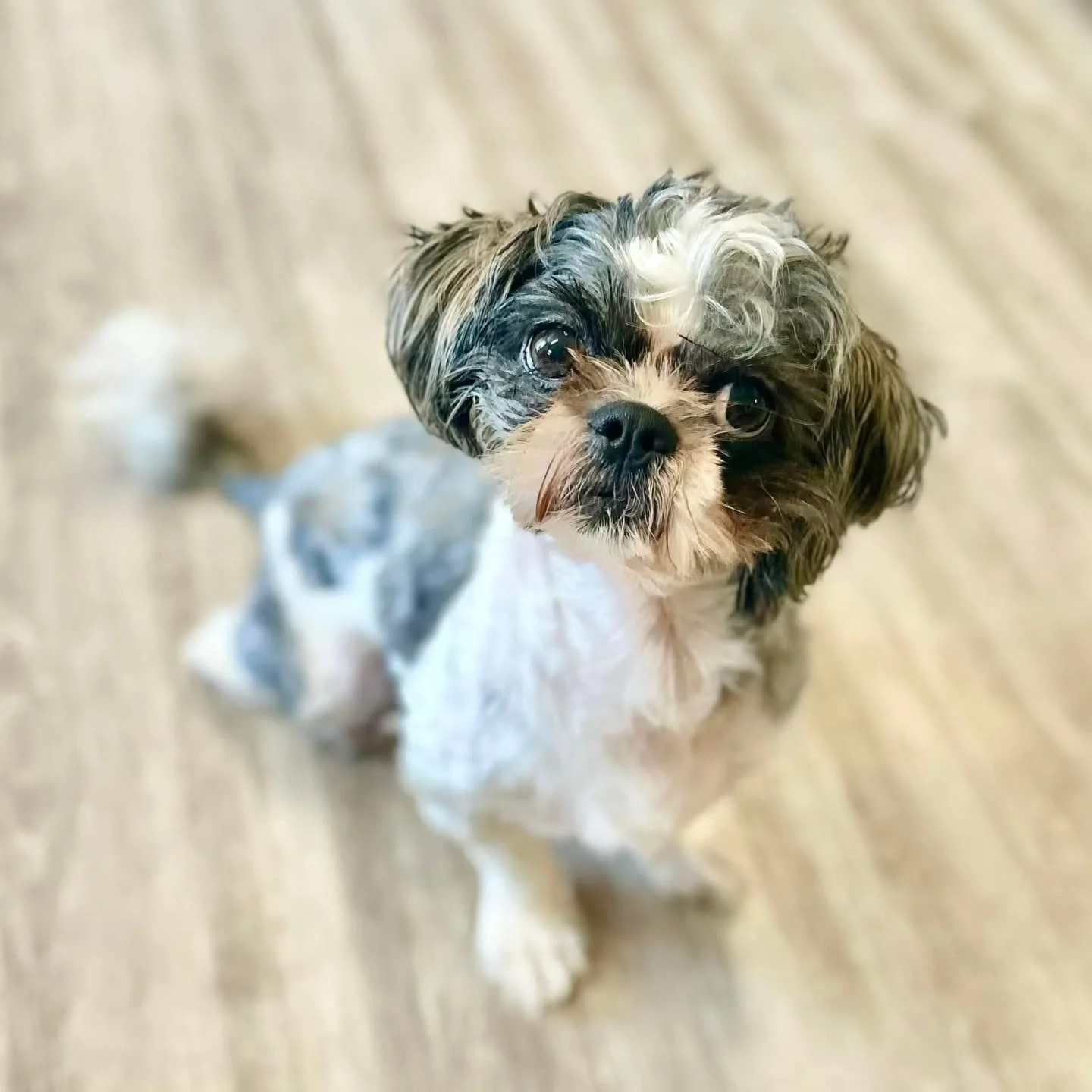 AVAILABLE FOR ADOPTION! 

Meet Leo &ndash; Your One-in-a-Million Companion 

Leo is a 3-year-old Shih Tzu with a big heart and a lot of love to give &mdash; but only to the right person. He came to the shelter after his previous family could no longe