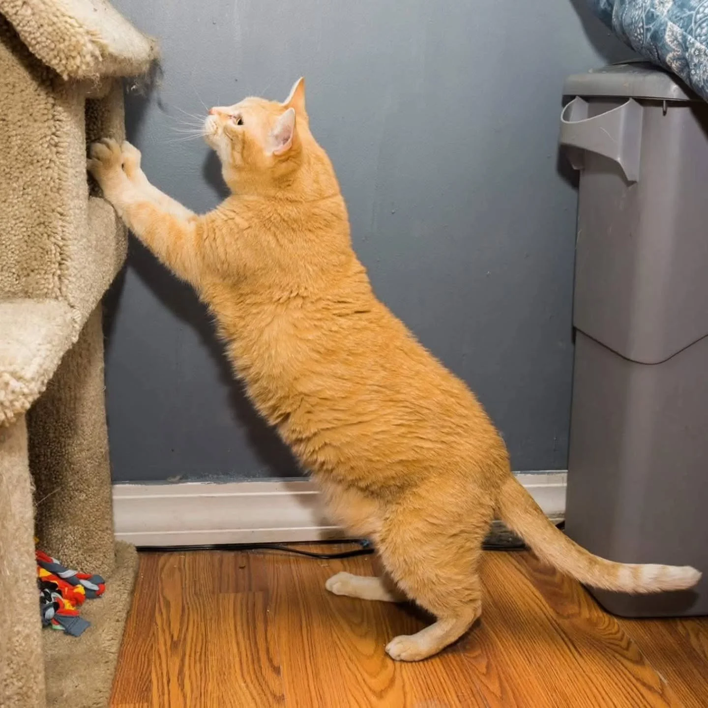 HAPPY INTERNATIONAL CAT DAY!
Enjoy and pamper your feline friends every day.