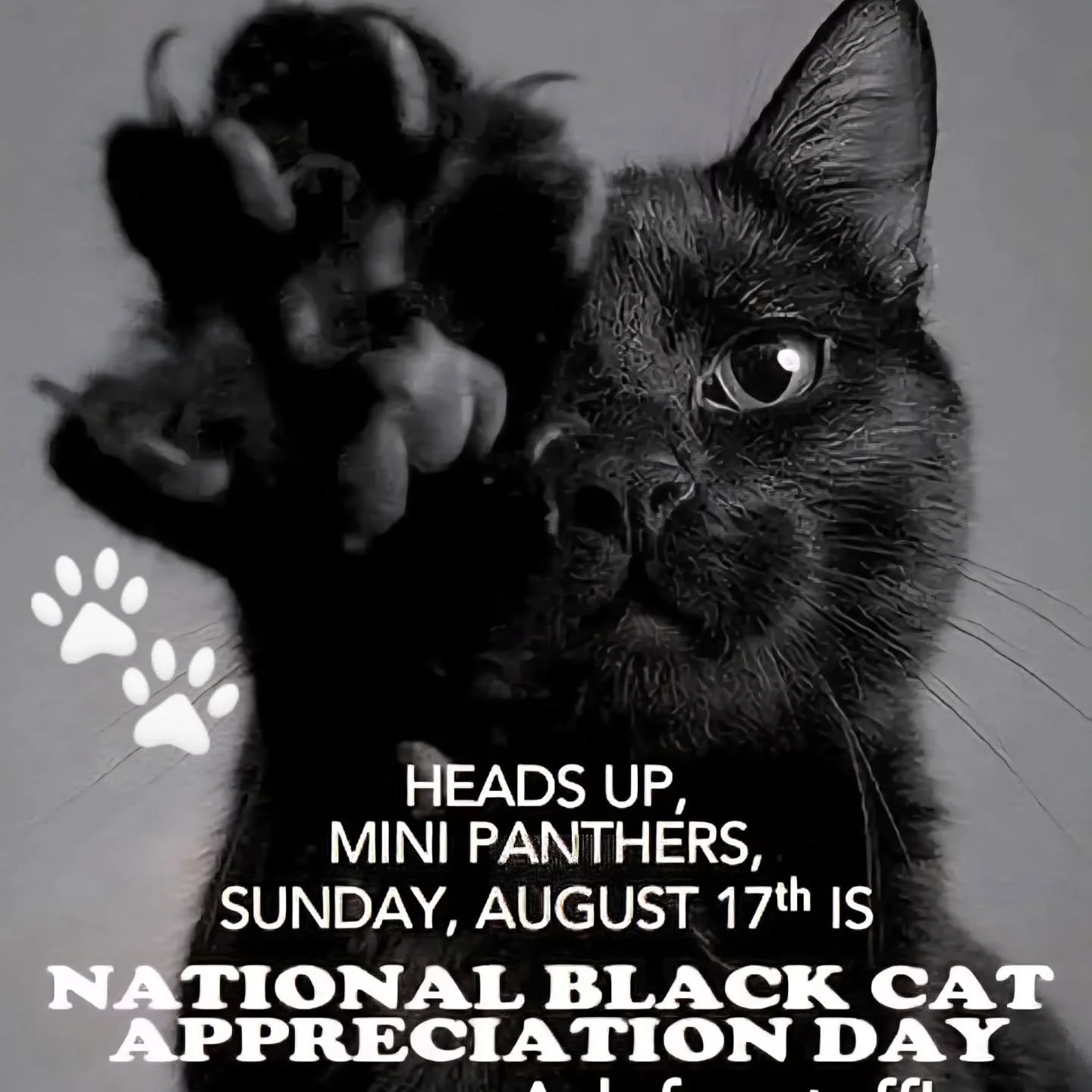 Celebrate your Black Cats on Sunday, August 17th.
Mine are very special indeed!