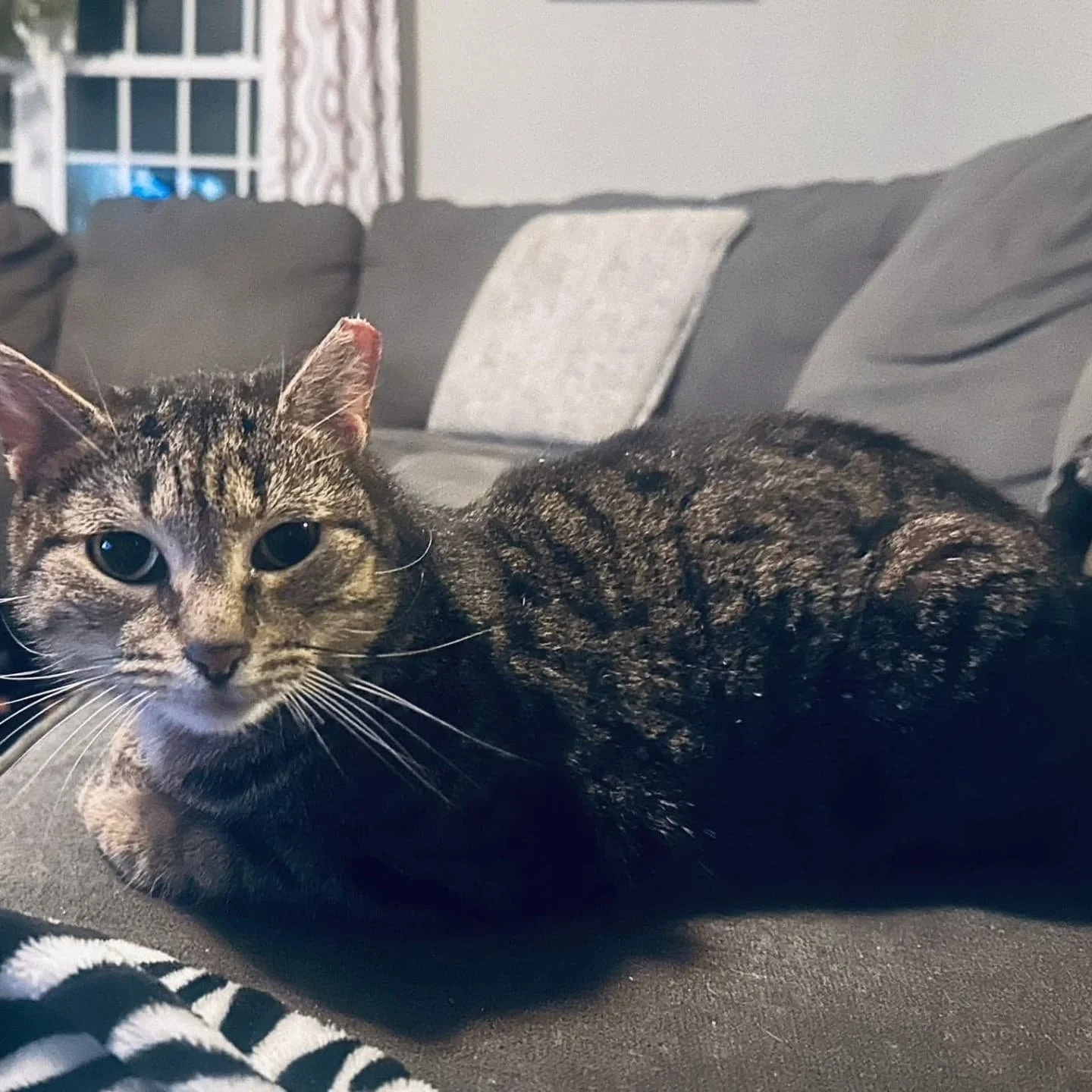 AVAILABLE FOR ADOPTION!

Fiona is a sweet and gentle soul who&rsquo;s ready to find her forever home! This lovely girl is around 4 years old, spayed, up to date on vaccines, and FIV/FeLV negative.

Fiona came to us after being mistaken for a feral ca