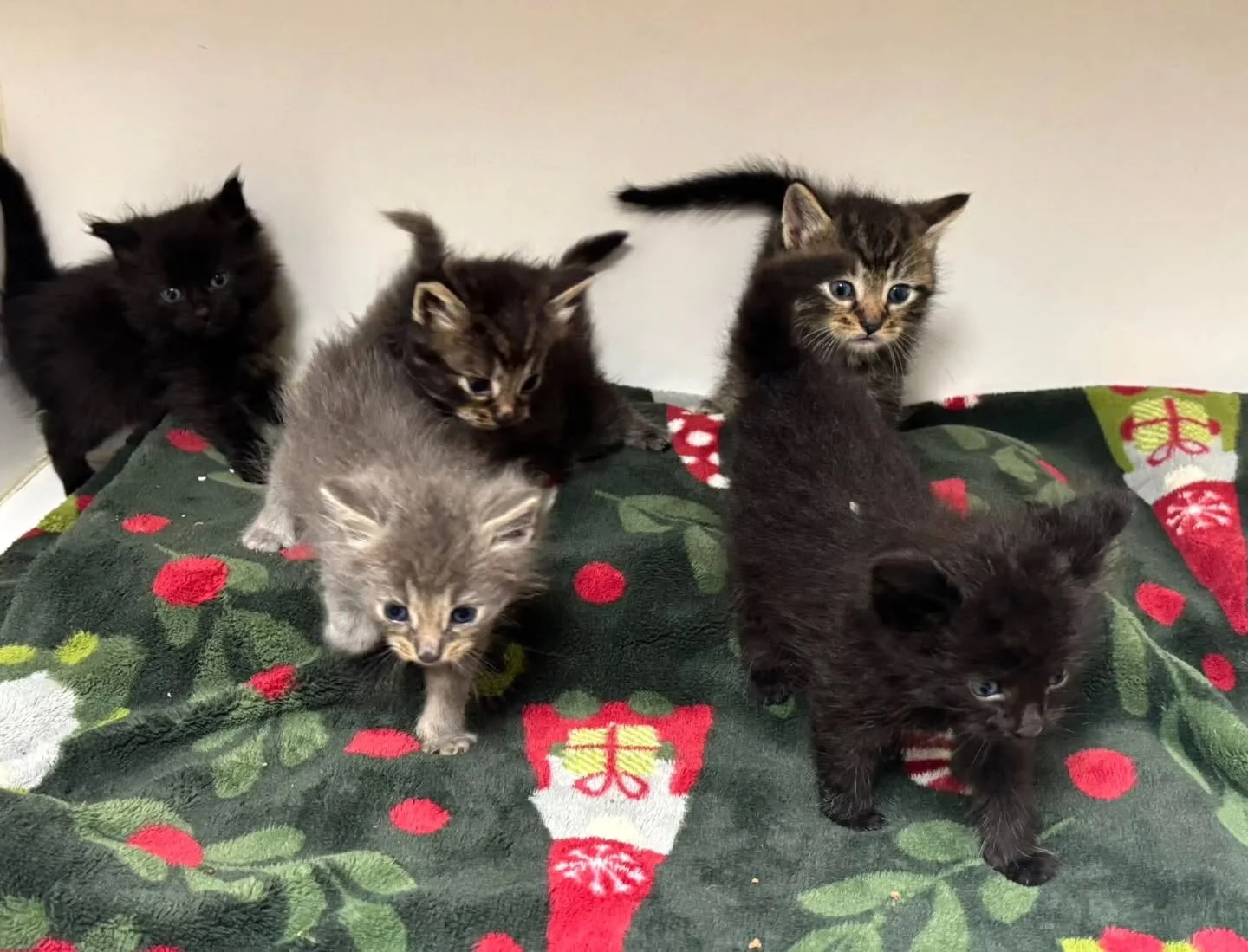SPACE IS AVAILABLE FOR SUNDAY, SEPTEMBER 7TH AT 12 PM.
SHELTER READING PROGRAM
Sign up by email to friendsofthemarshfieldshelter@yahoo.com.  please provide date, child's name and parent/guardian's name.