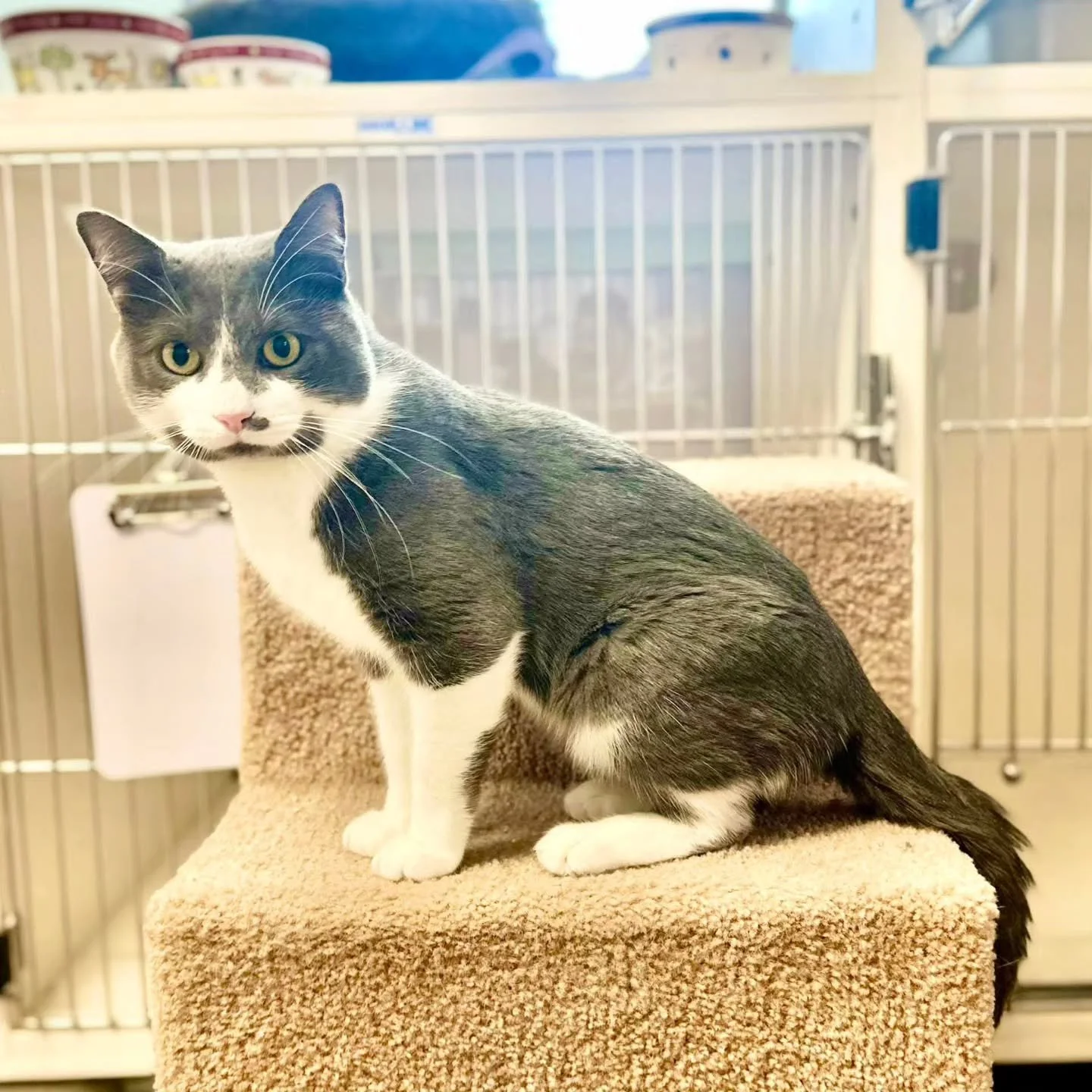 AVAILABLE FOR ADOPTION!

Looking for a loyal companion who will always be by your side? Say hello to Blizzard! 

This handsome 4-year-old boy is neutered, vaccinated, and FIV/FeLV negative &mdash; ready to find his forever home!

Blizzard loves peopl