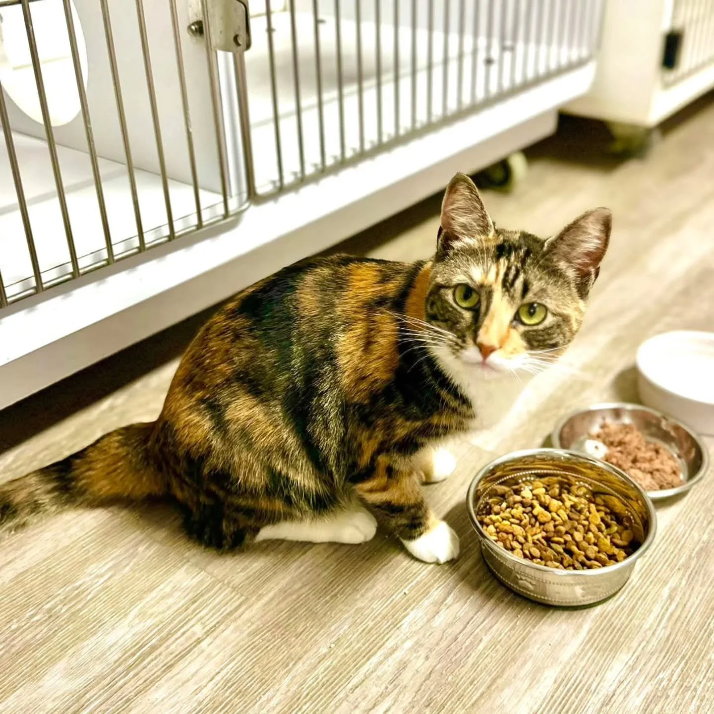 AUTUMN HAS BEEN ADOPTED! 

Meet Autumn! Autumn came to us after her previous owner could no longer care for her, and now she&rsquo;s looking for a cozy forever home to call her own. This beautiful girl is spayed, vaccinated, and tested negative for F