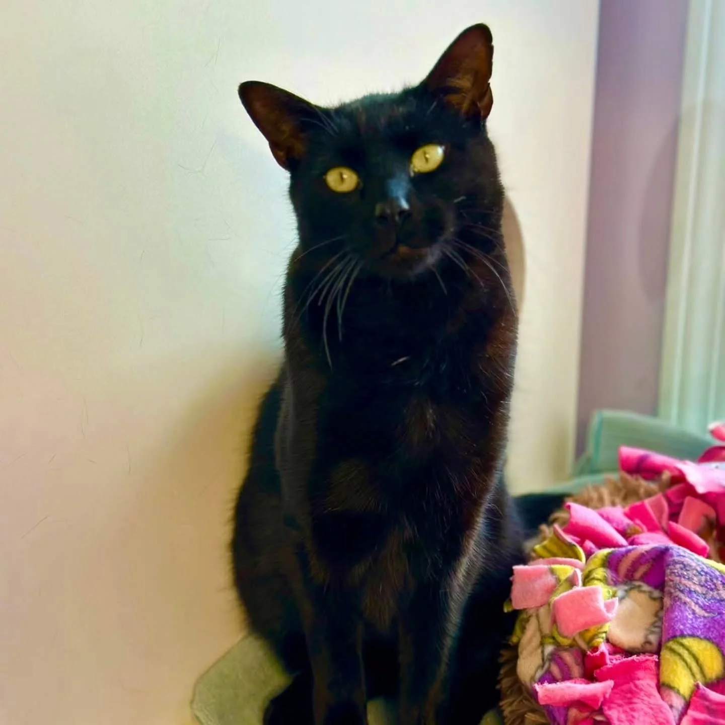 AVAILABLE FOR ADOPTION! 

Say hello to Luis, a handsome 3-year-old gentleman who&rsquo;s ready to find his forever family! This sweet boy came to us after being found outside with no one to claim him, and he&rsquo;s been nothing but loving and gentle