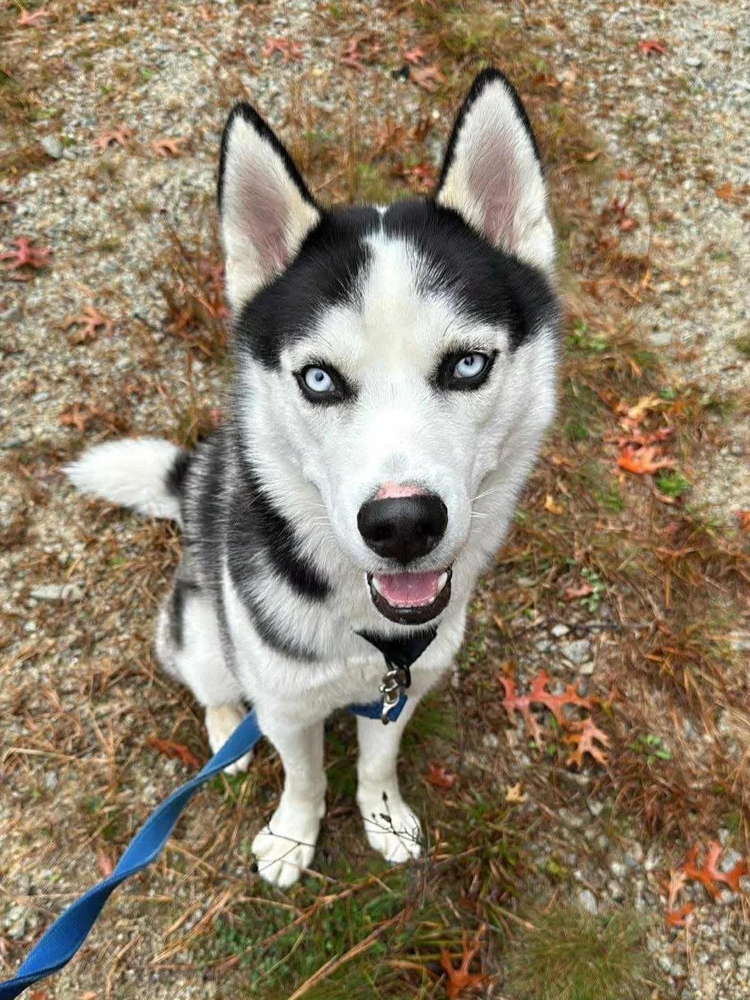 AVAILABLE FOR ADOPTION! 

Meet Kobe, a handsome nine-month-old Husky with a heart full of energy and love to give! This sweet boy found himself at our shelter when his previous owners had to move and couldn't bring him along. Now, he's ready to find 