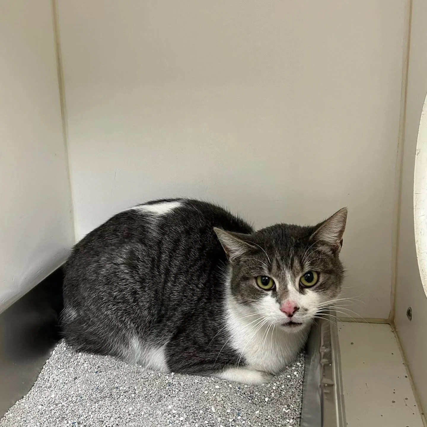 DO YOU KNOW ME?

This cat, named Brooke according to the microchp, was found hanging out in the Fox Hill Circle area of Marshfield. Residents of the neighborhood had seen it frequently hanging out and showing up at their doors. It does have a microch