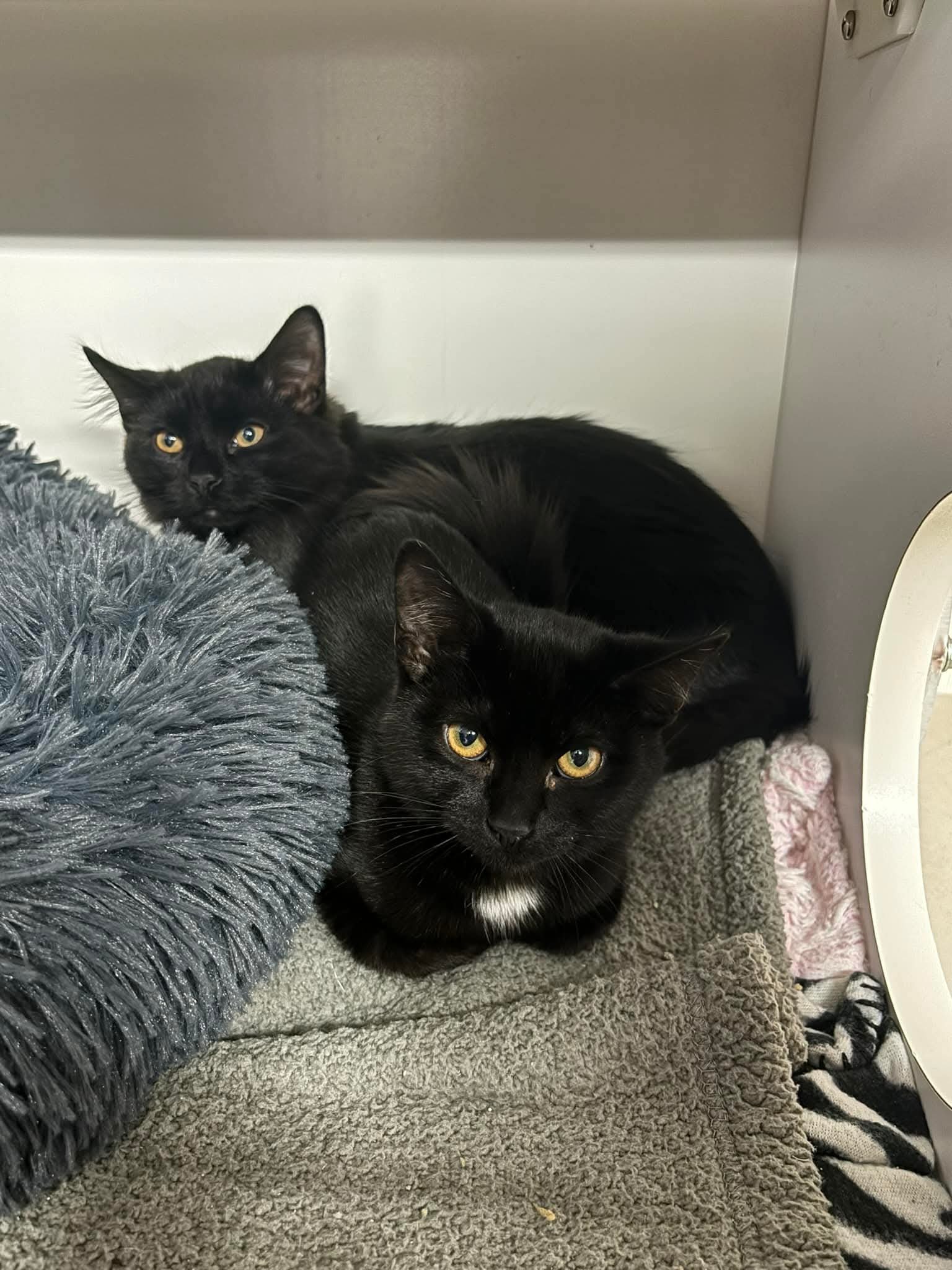 Meet Comet and Cupid!