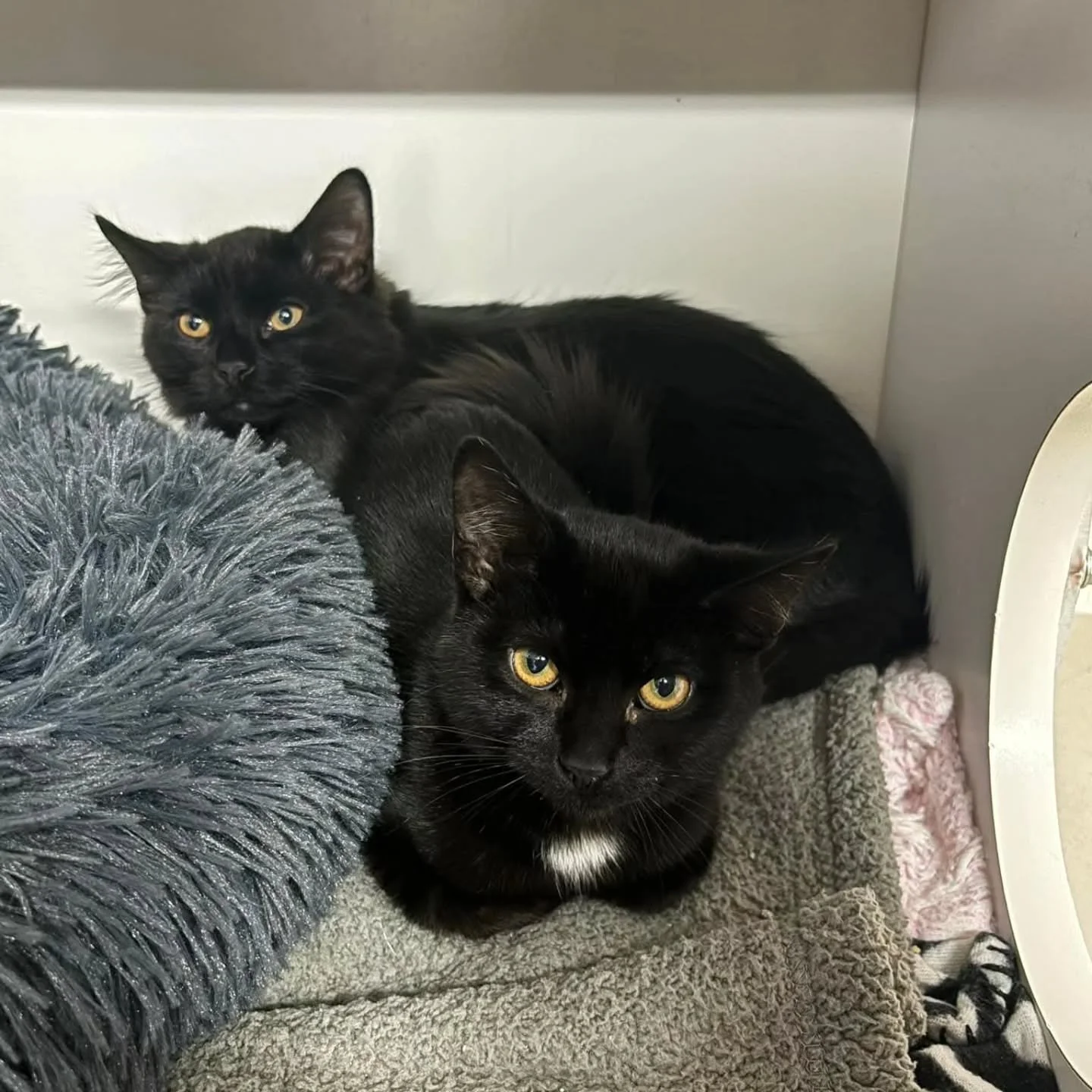 AVAILABLE FOR ADOPTION! 

This sweet bonded pair is looking for a forever home together. Comet and Cupid are around six months old and were found outside together before coming to the shelter. They&rsquo;re still very shy, but they&rsquo;ve started t