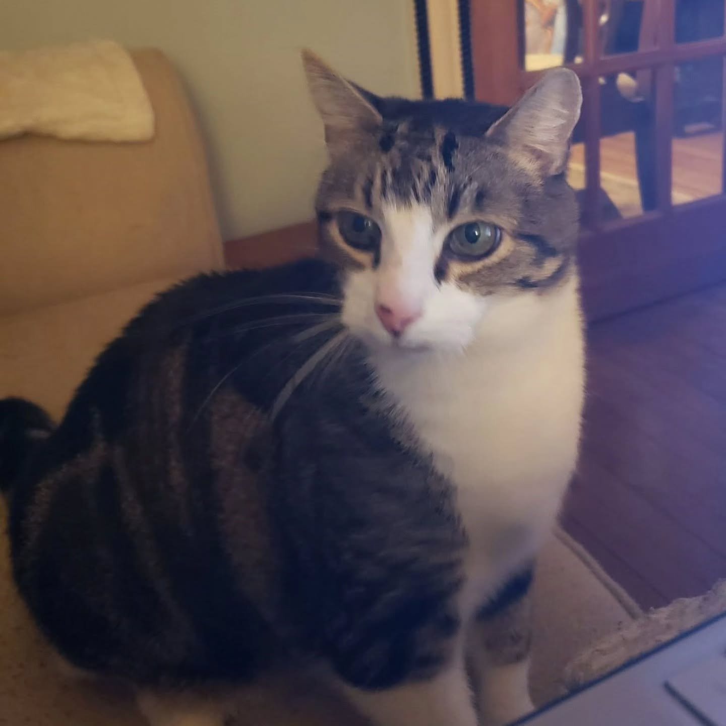 As posted by Joan G.

 I want to thank the Friends of the Marshfield animal shelter for blessing me and my family during a time we had lost hope. This is my beautiful baby, Meow. 2 days ago I found her very lethargic and barely moving. She had seemed