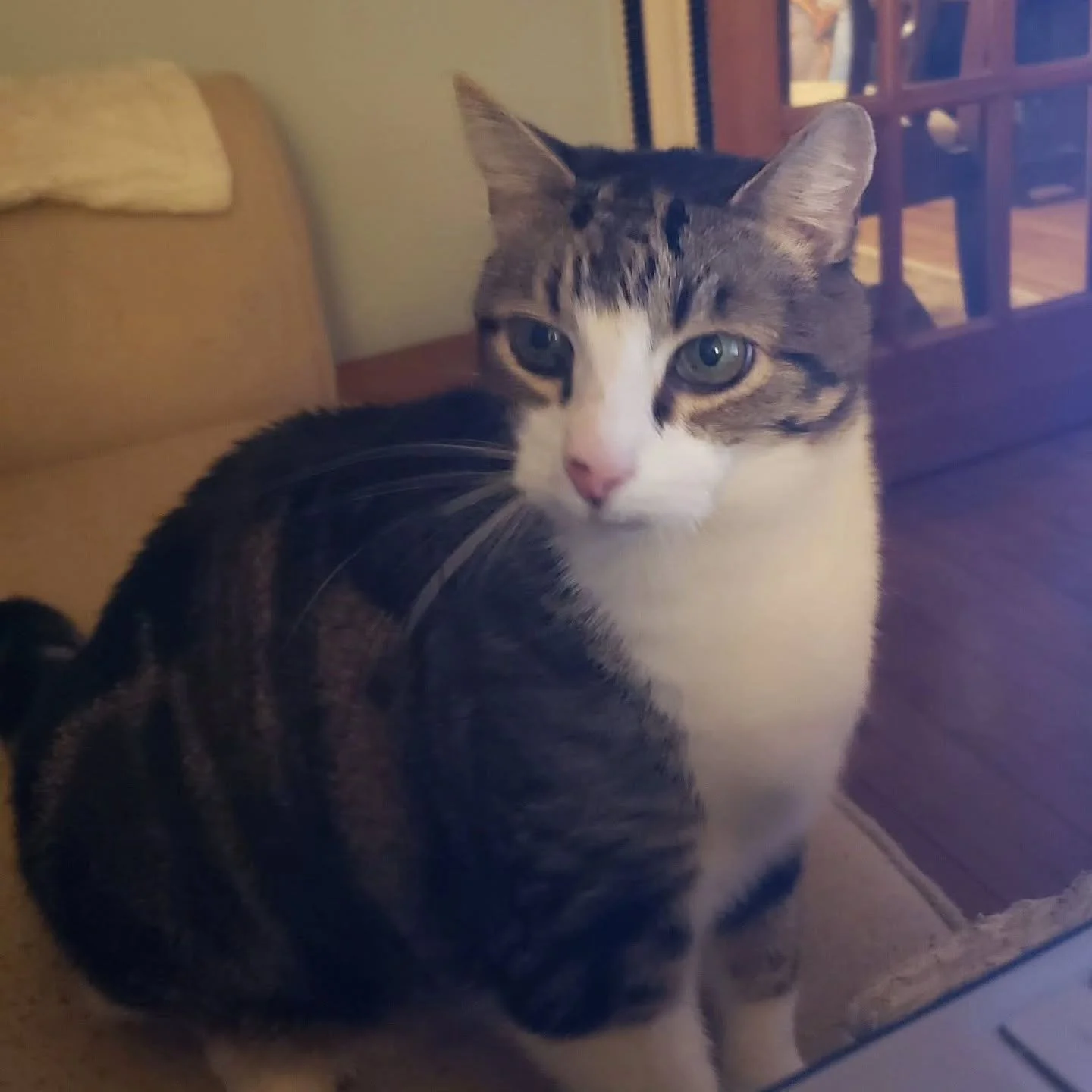 As posted by Joan Gunn 

I want to thank the Friends of the Marshfield animal shelter for blessing me and my family during a time we had lost hope. This is my beautiful baby, Meow. 2 days ago I found her very lethargic and barely moving. She had seem