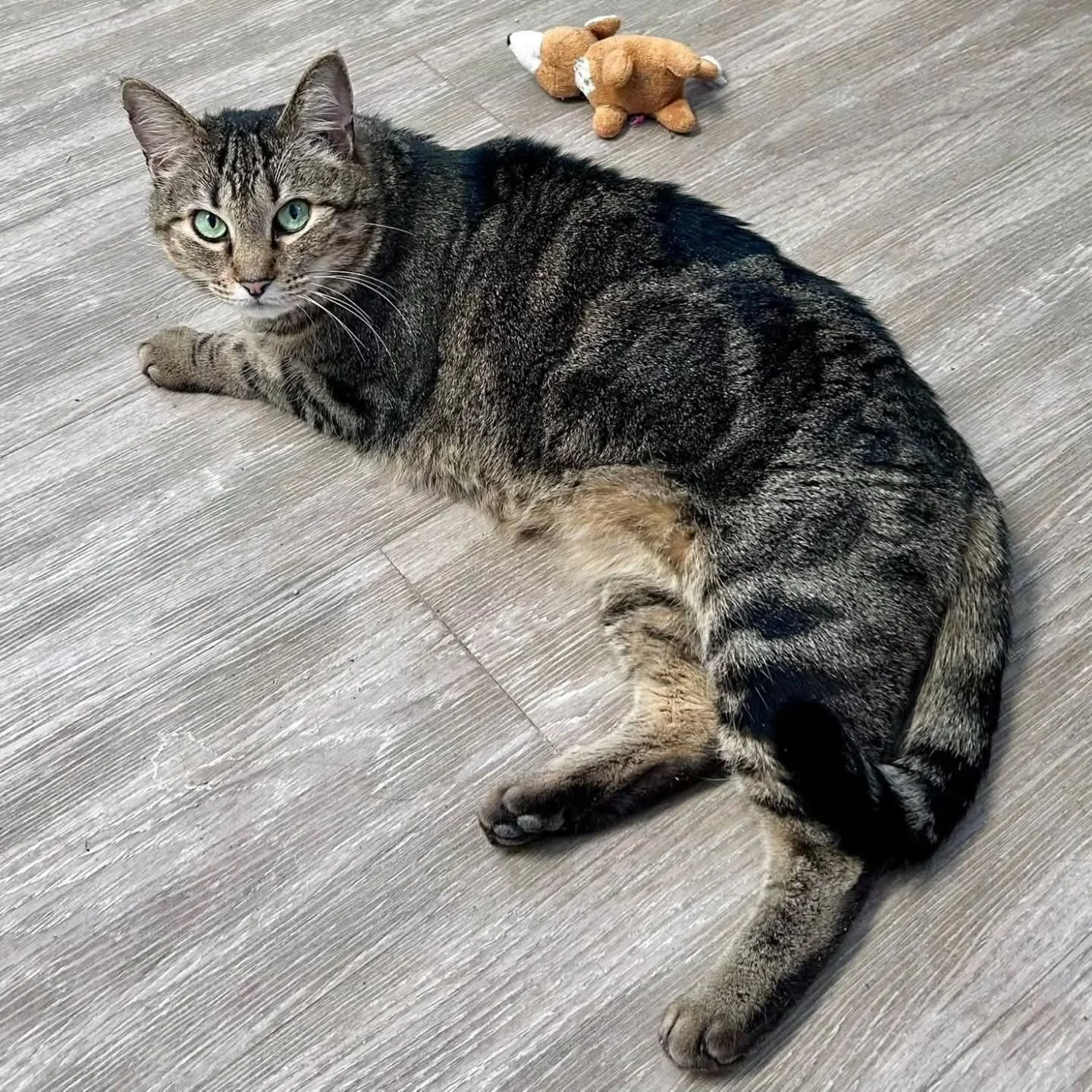 Meet Melanie!

Melanie is a beautiful girl estimated to be around 5 years old who is ready to find her forever home! She was found outside of McDonald&rsquo;s just before a snowstorm and brought to the shelter by a good samaritan. Since then she has 