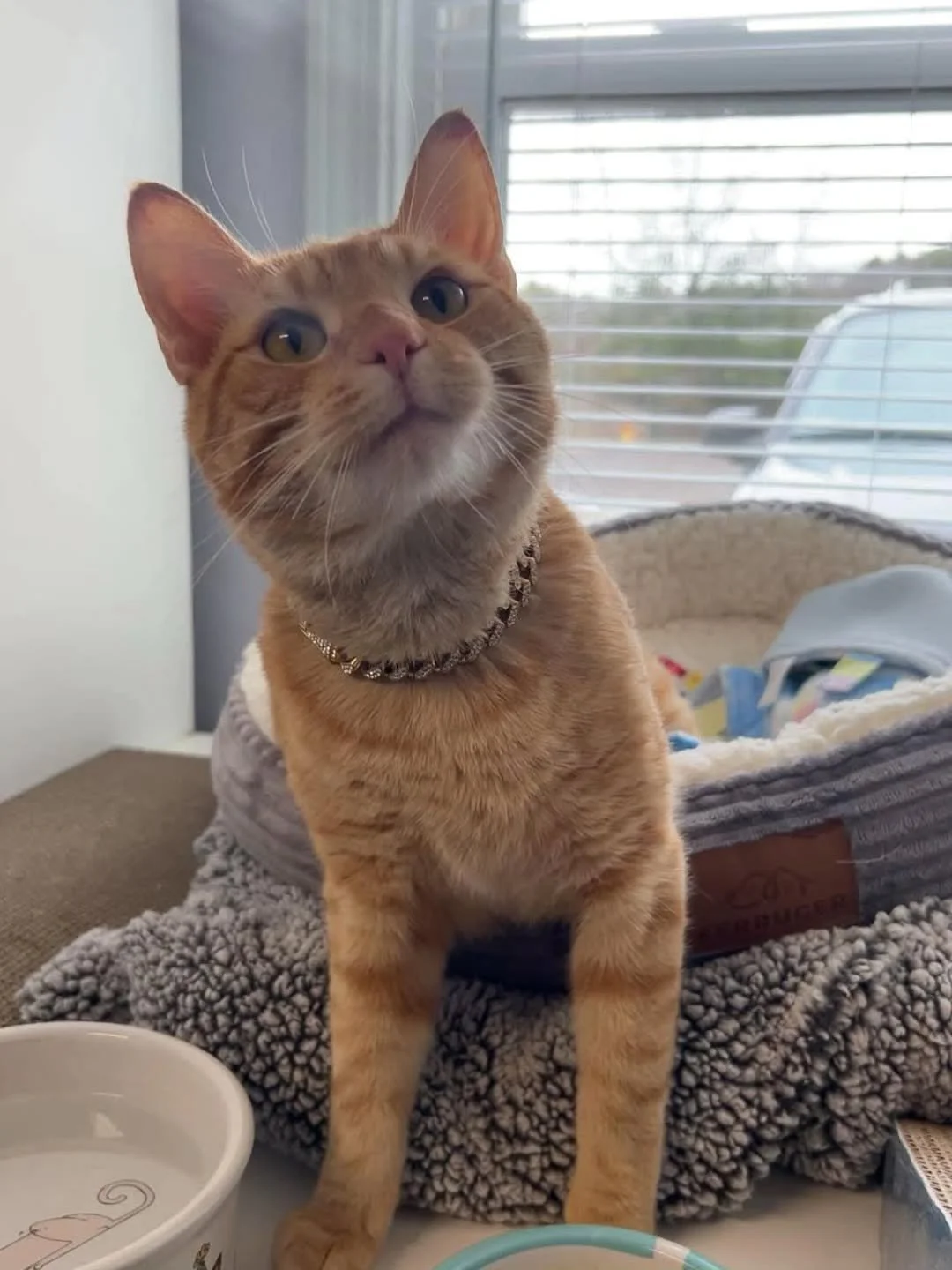 AVAILABLE FOR ADOPTION! 

Meet Zeke

Zeke is a 10-month-old sweetheart looking for his forever home! This handsome boy is neutered, up to date on all vaccines, and FIV/FeLV negative&mdash;ready to move right in and steal your heart.

Zeke has the BES