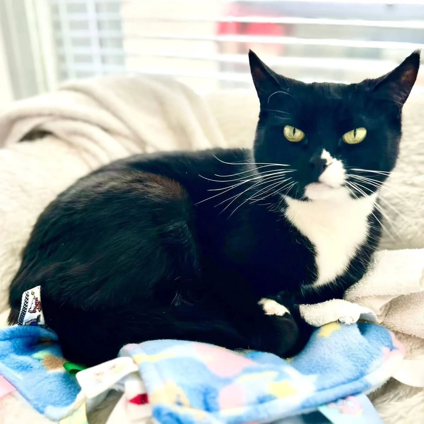 AVAILABLE FOR ADOPTION!

Meet Boo!

This sweet 10-year-old girl is looking for a calm, loving home to call her own. Boo was sadly surrendered due to her owners moving, and now she&rsquo;s hoping for a fresh start with a family who will love her forev