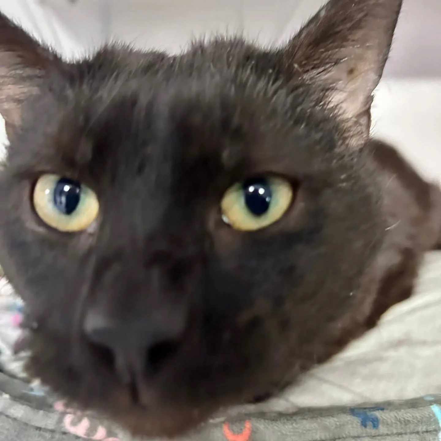 AVAILABLE FOR ADOPTION!

Meet Salem!

Salem is a 4-year-old boy who didn&rsquo;t have the easiest start to life&mdash;he was found as a stray and had to learn what love and safety feel like. Now, he&rsquo;s neutered, up to date on vaccines, and ready