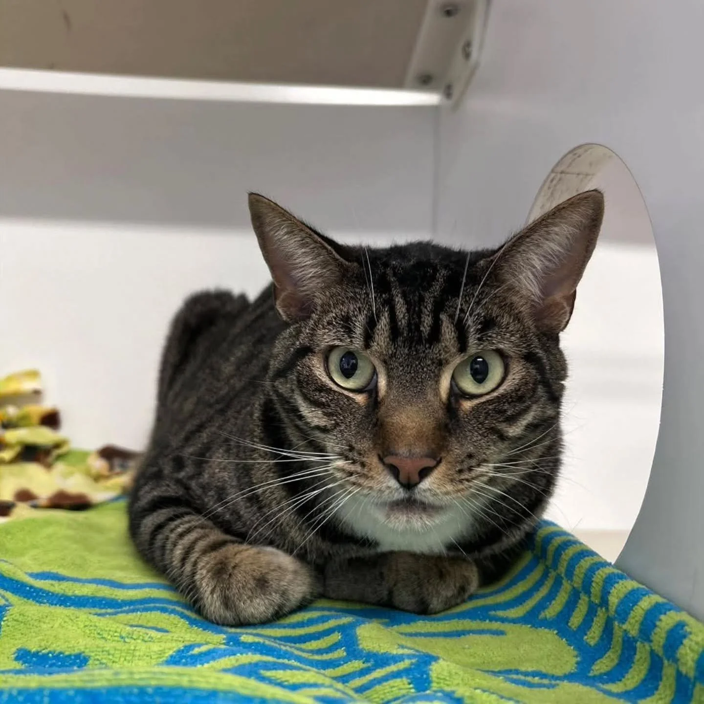 AVAILABLE FOR ADOPTION!

Meet Knowy!

This handsome 4-year-old neutered boy is as sweet as they come. Knowy is up to date on all his vaccinations and ready to find a loving forever home where he can relax and be spoiled like he deserves. 

Knowy was 