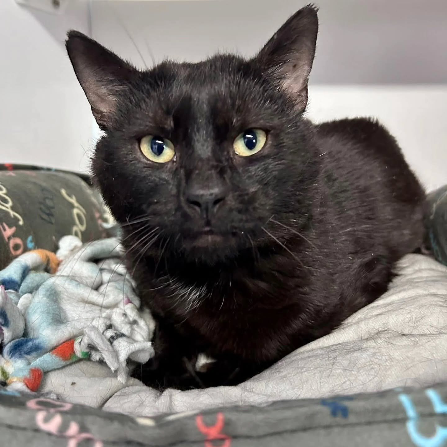 Sweet Salem is still looking for a home!

AVAILABLE FOR ADOPTION!

Meet Salem!

Salem is a 4-year-old boy who didn&rsquo;t have the easiest start to life&mdash;he was found as a stray and had to learn what love and safety feel like. Now, he&rsquo;s n