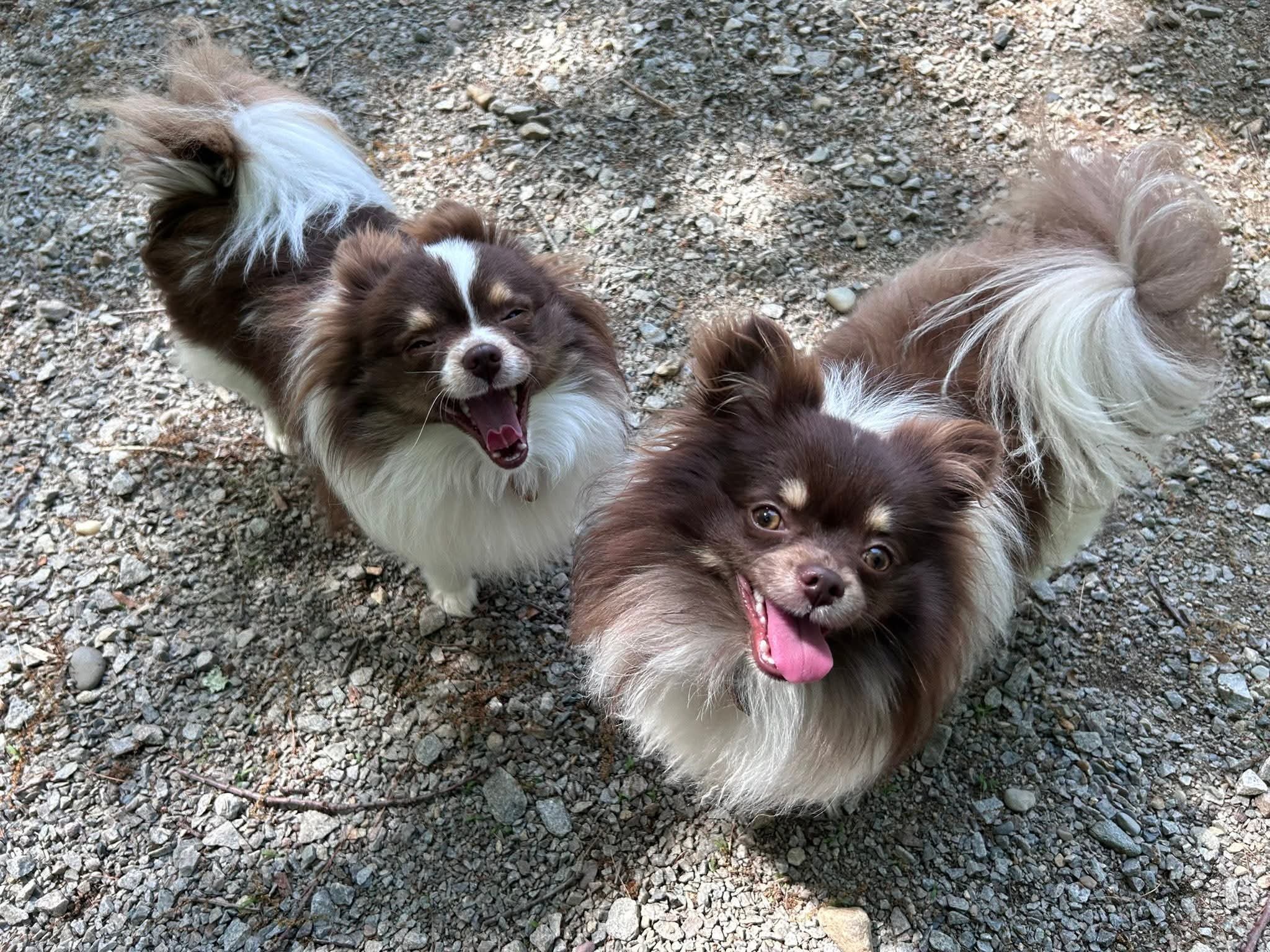 Meet Ronald and Milky Way!