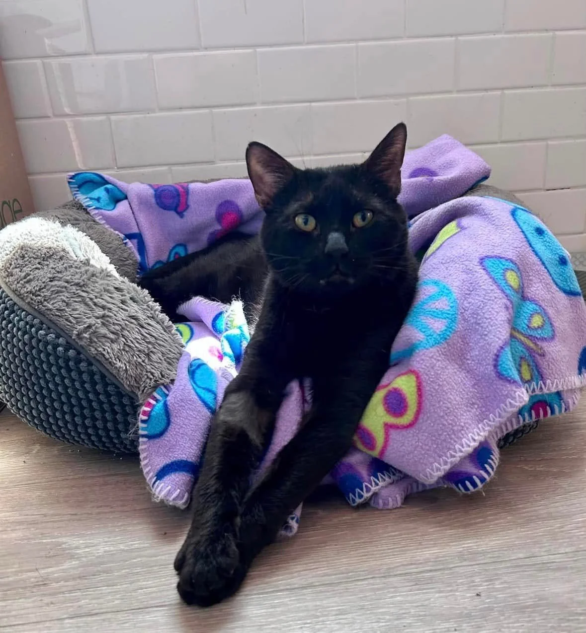 Meet Salem!