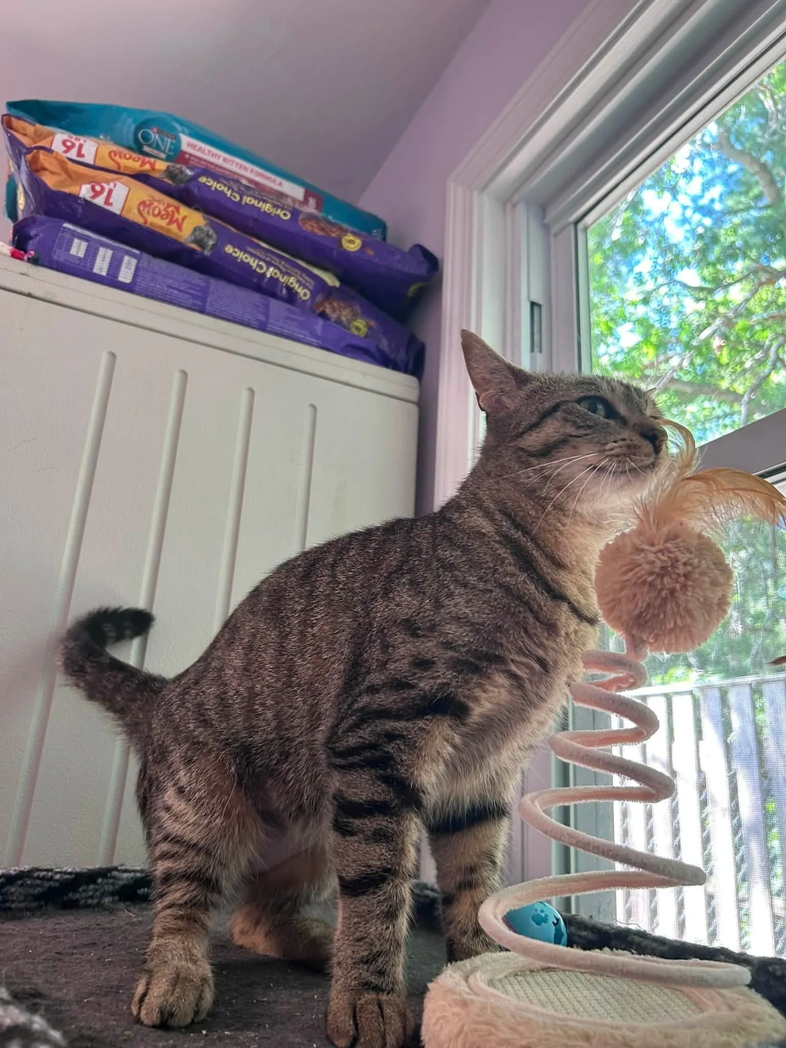 Meet Jade!