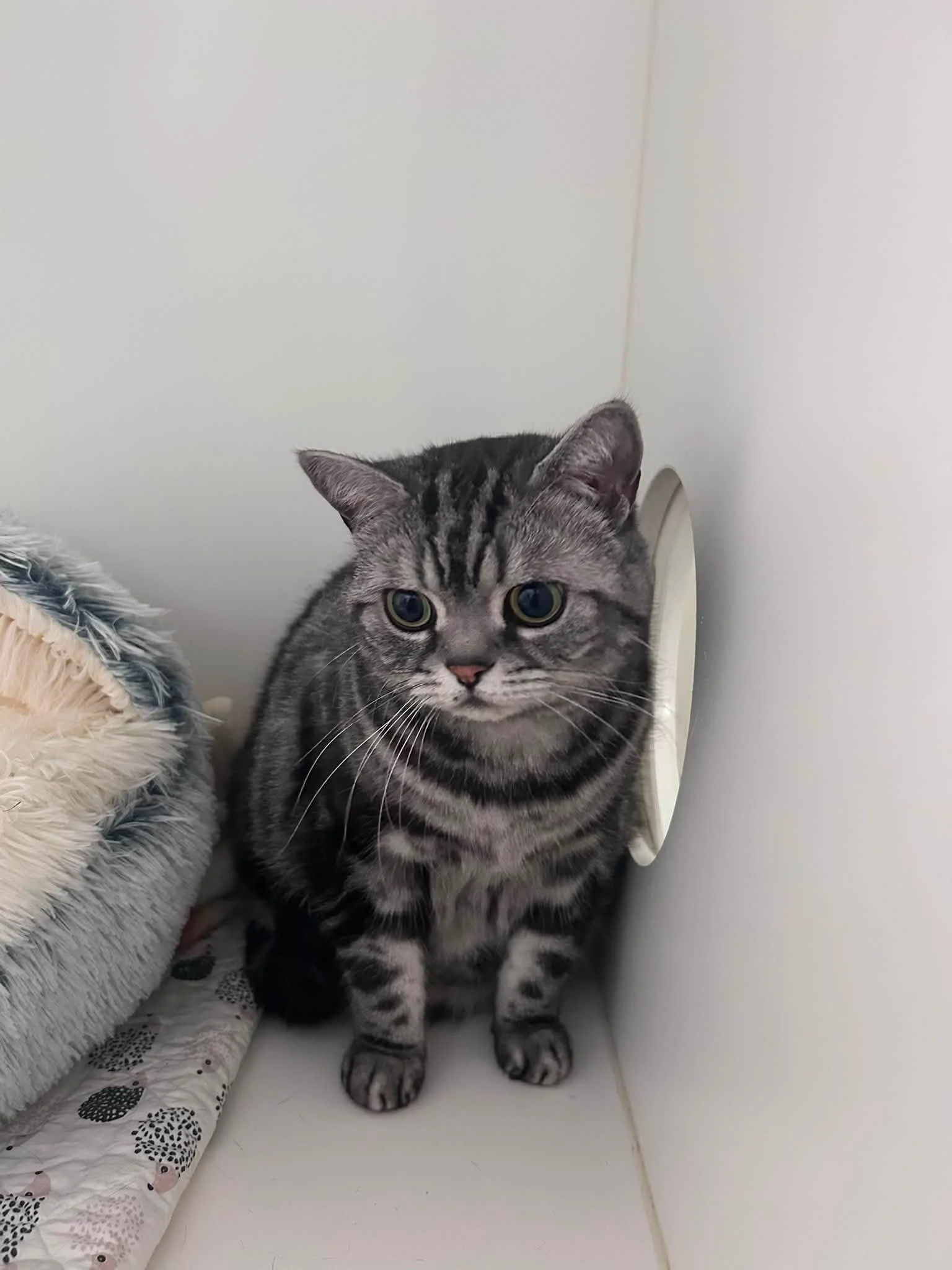 Meet Polo1