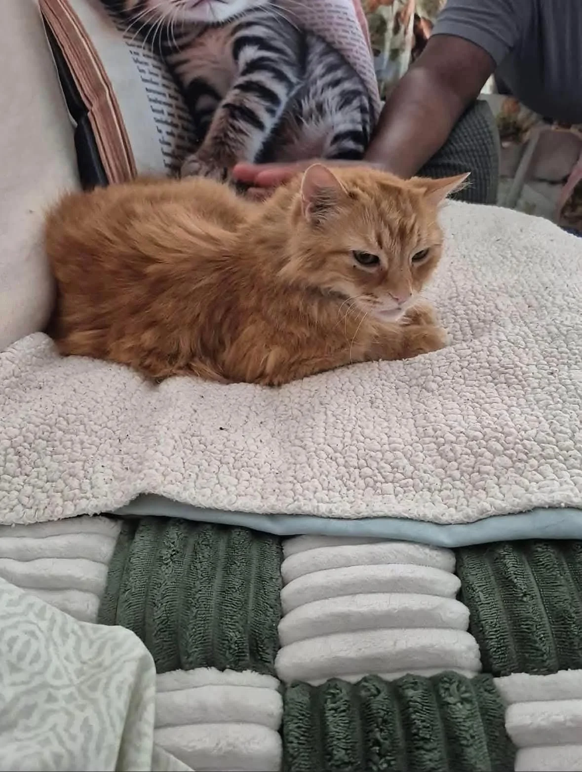 Meet Fanta!