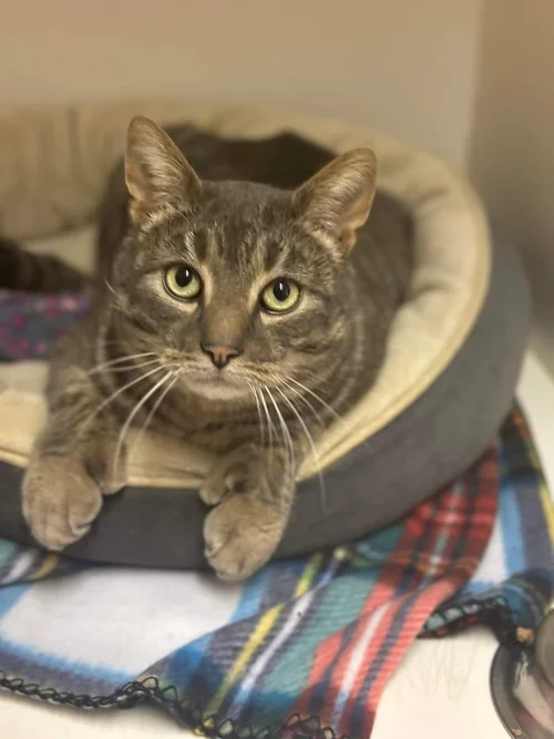 Meet Dodger! — Friends of the Marshfield Animal Shelter