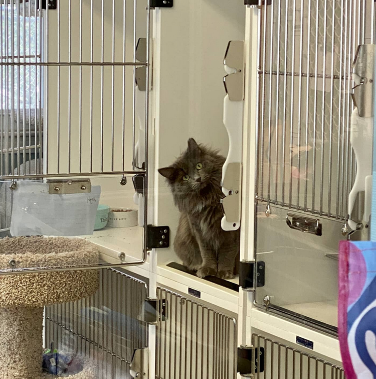 Friends of the Marshfield Animal Shelter