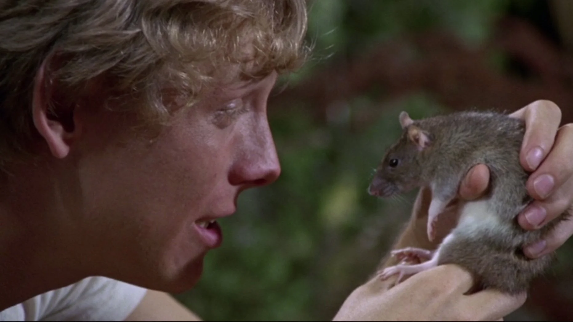 Danse Macabre #16: Film Review — "Willard" (1971)