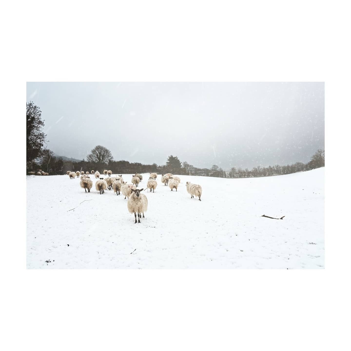 We waited all week for it to 🙌... #sneachta #snow #snowday #greatoutdoors #wicklow #sheepofinstagram #discoverireland #myfunnyvalentine #baa #baba #saturdaymorning #lockdown3 #fujifilm #fujigfx50s #winterwonderland #winter #phonephotography