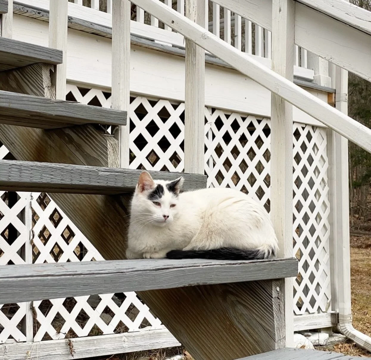 With deep sadness we sad goodbye to our beloved studio cat and family member, Fear aka Fifi. She had been by my side for over 10 years so this is very hard news to share. Cat cat (another beloved cat who left us too soon - see the fifth photo of them