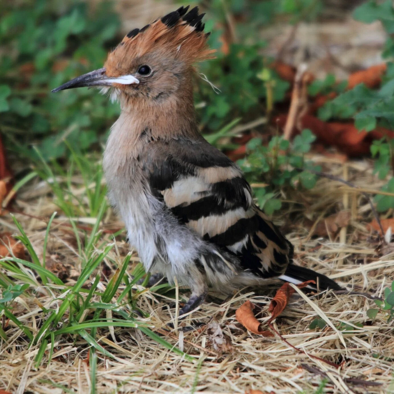 Une huppe dans le jardin de votre maison de vacances près de Sommières