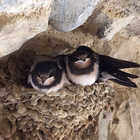 Nos gites de luxe sont au calme absolu, on n'entend que les oiseaux comme ces hirondelles